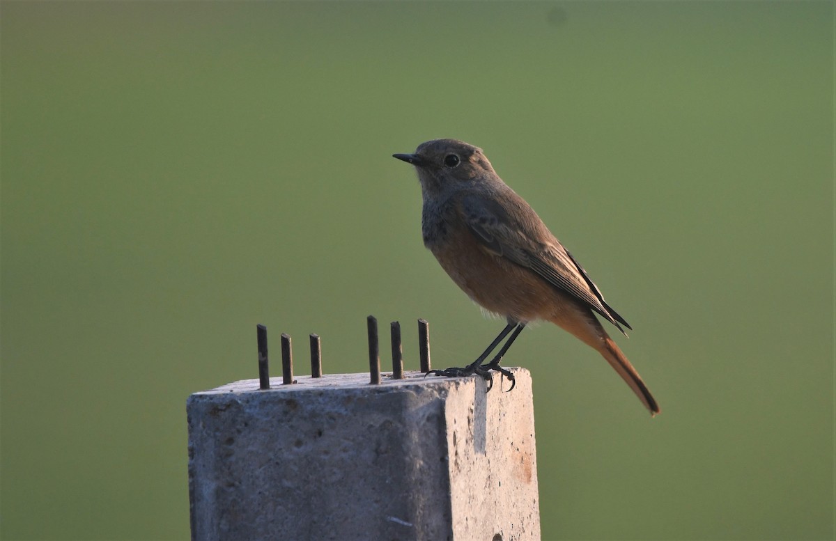 Black Redstart - ML512406221