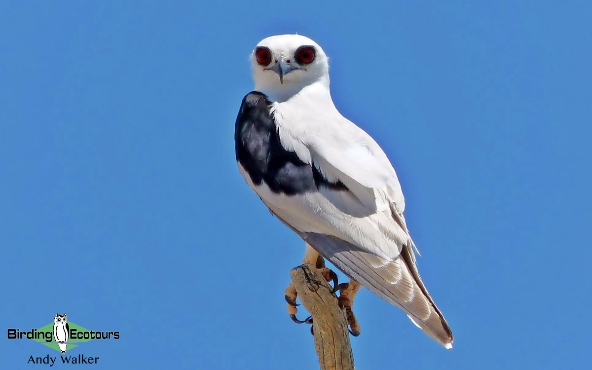 Letter-winged Kite - ML512406231