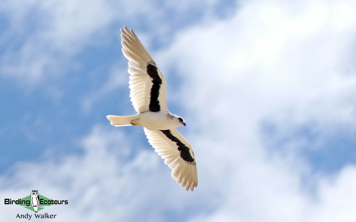 Letter-winged Kite - ML512406261