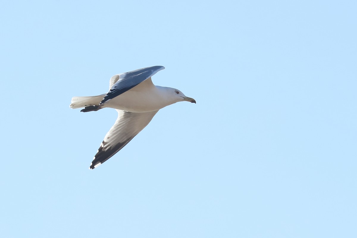 Herring Gull - Todd Burrows