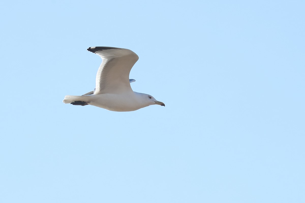 Herring Gull - ML512406711