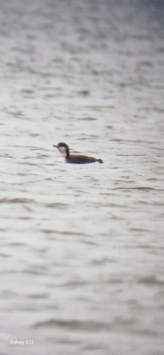 Red-throated Loon - ML512407931