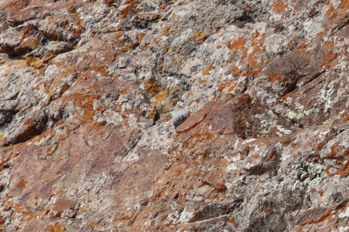 Wallcreeper - ML512408971