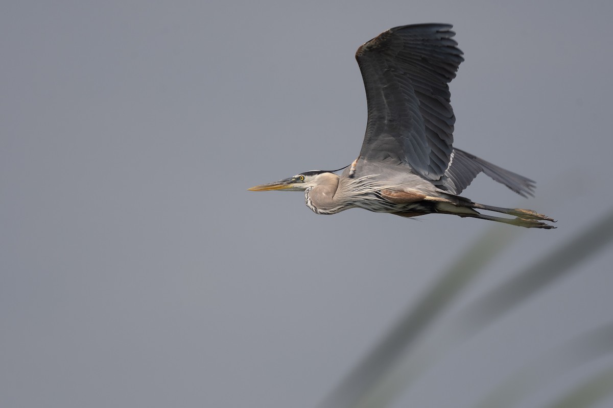 Great Blue Heron - Luis Guillermo