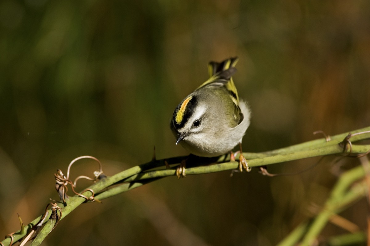 Golden-crowned Kinglet - Mickie V