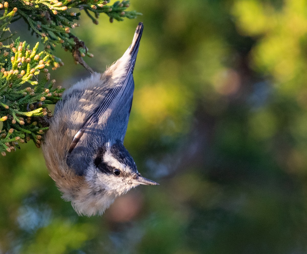 Red-breasted Nuthatch - ML512411971