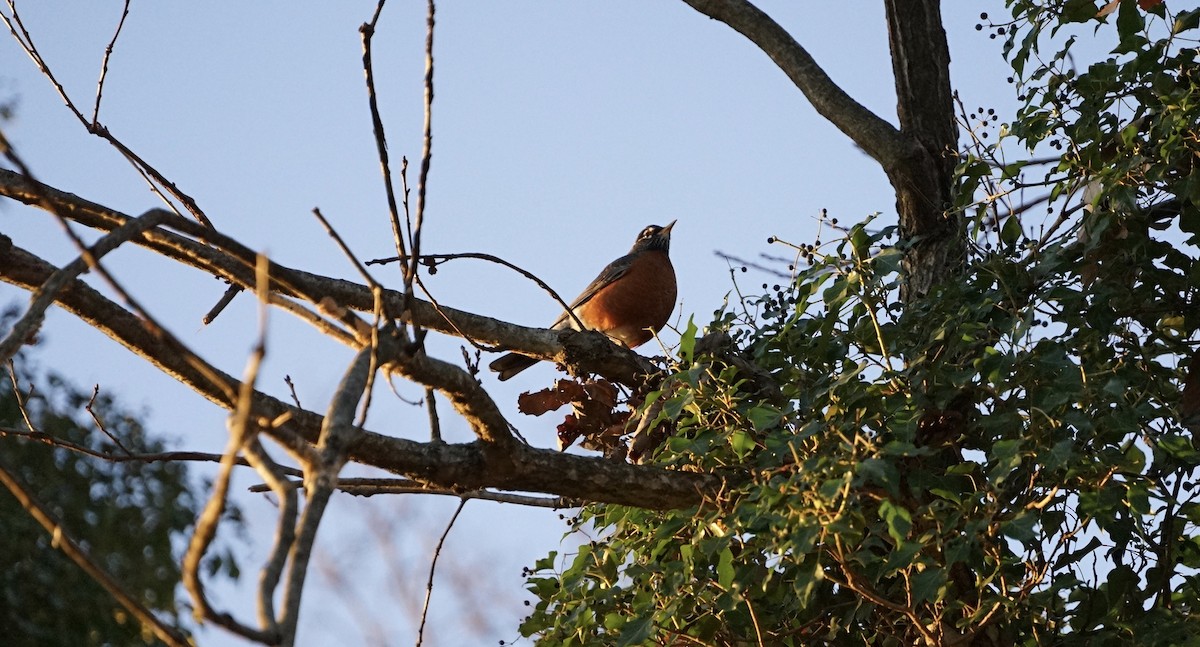 American Robin - ML512412411