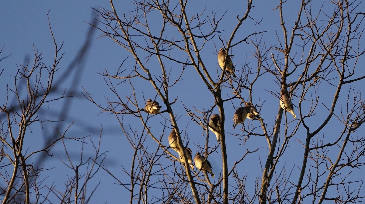 Cedar Waxwing - ML512412541