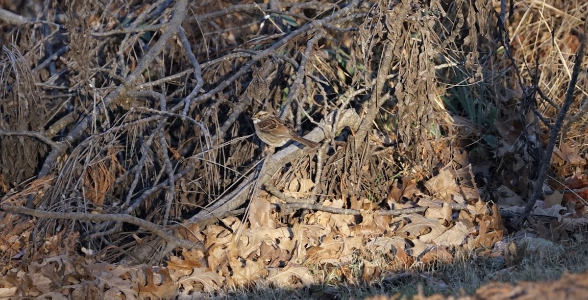 White-throated Sparrow - ML512412751