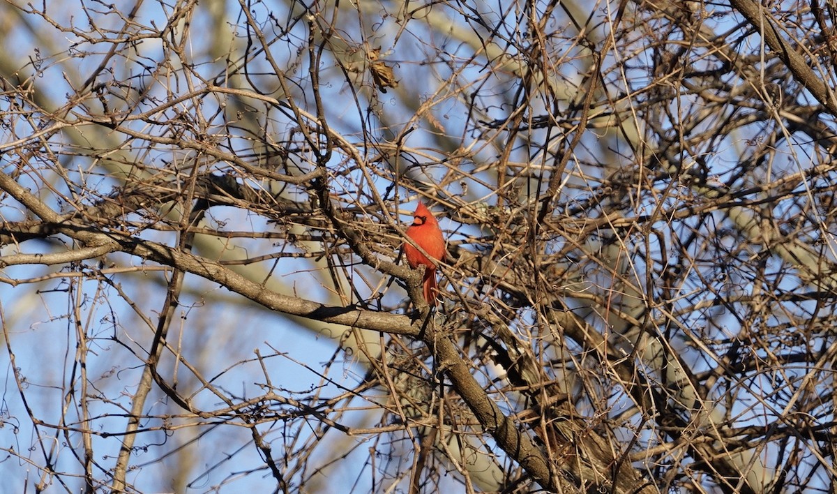 Northern Cardinal - Jean-Luc Guilbeaux