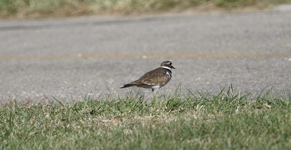 Killdeer - ML512413981