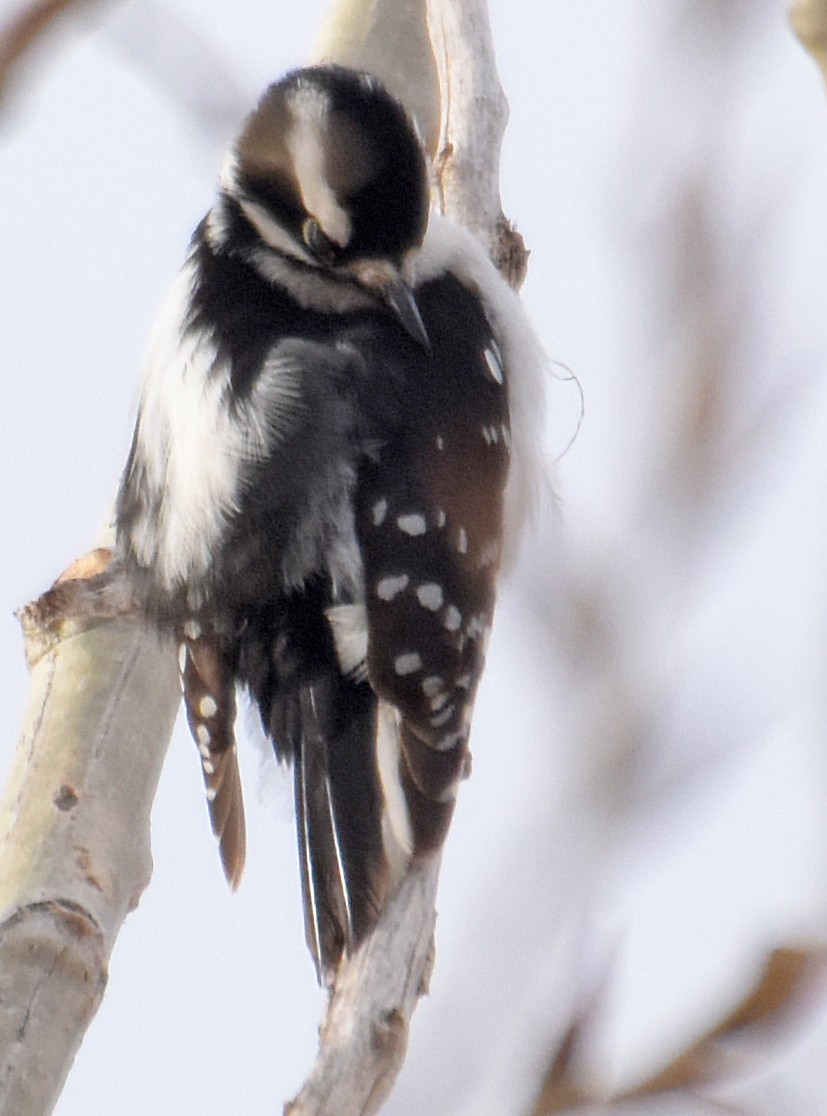 Downy Woodpecker (Rocky Mts.) - Steven Mlodinow