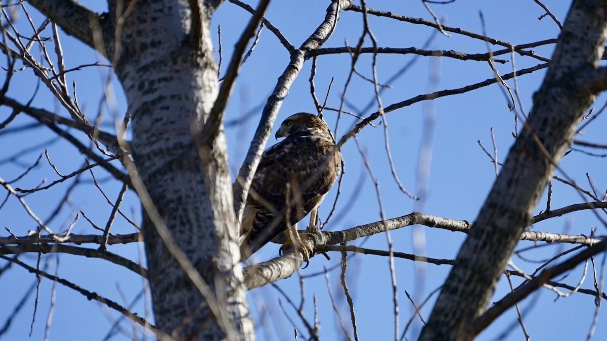 Red-tailed Hawk - Jean-Luc Guilbeaux