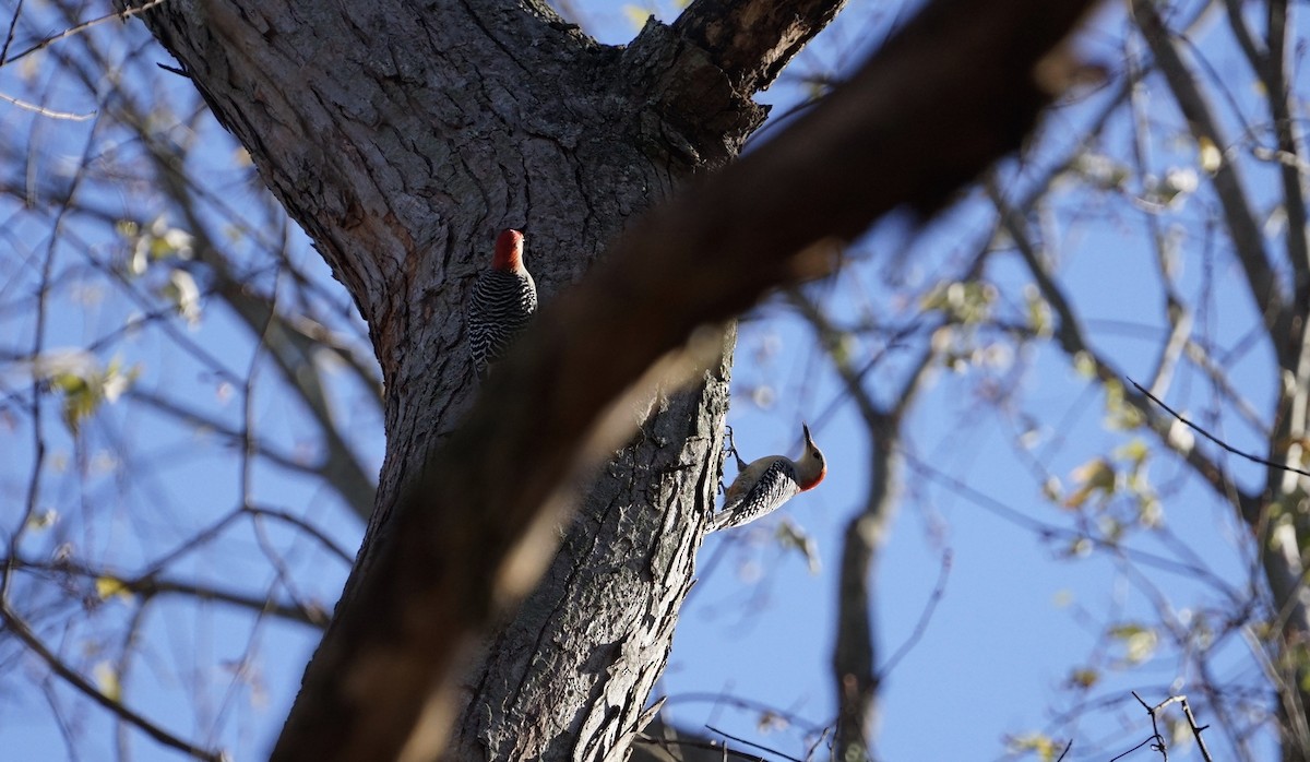 Red-bellied Woodpecker - ML512414131