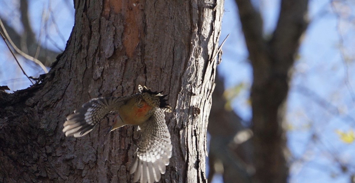 Red-bellied Woodpecker - ML512414141