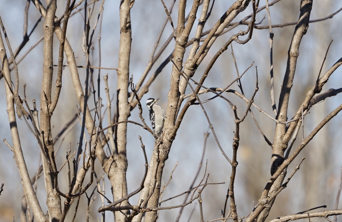 Downy Woodpecker - ML512414221