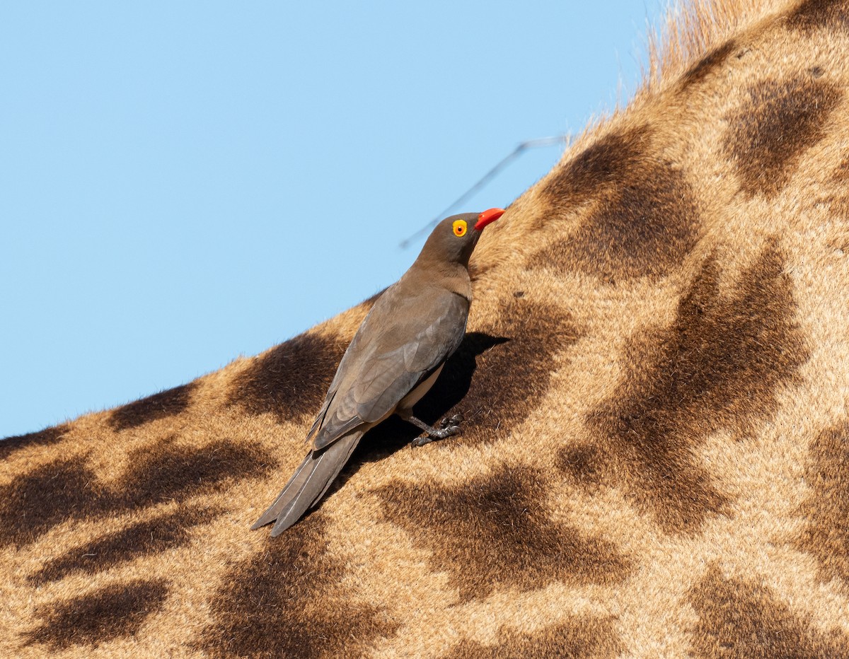 Red-billed Oxpecker - ML512418641