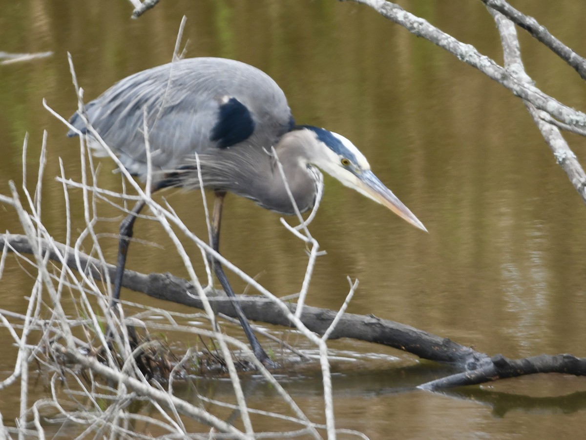 Great Blue Heron - ML512419281