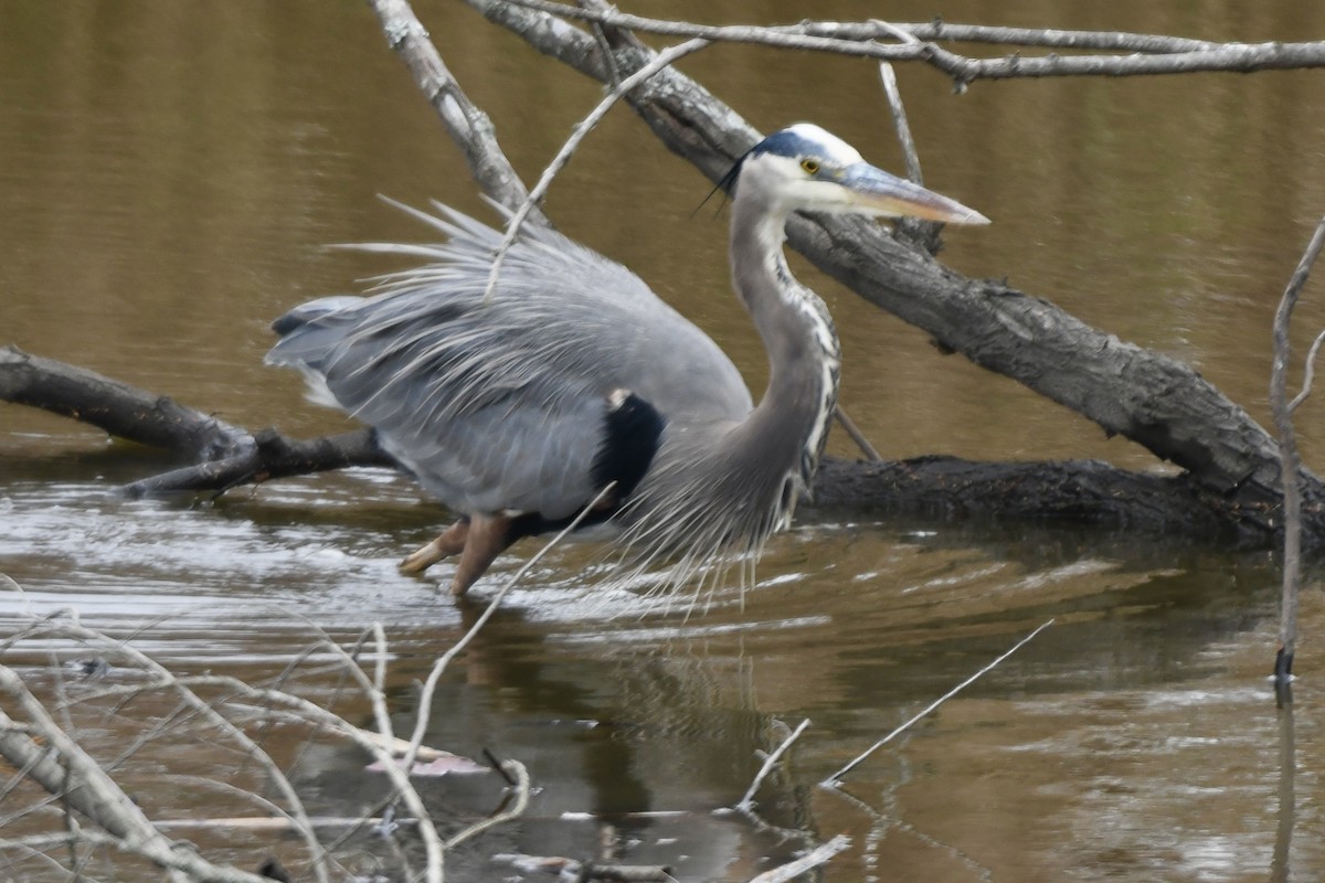 Great Blue Heron - ML512419301