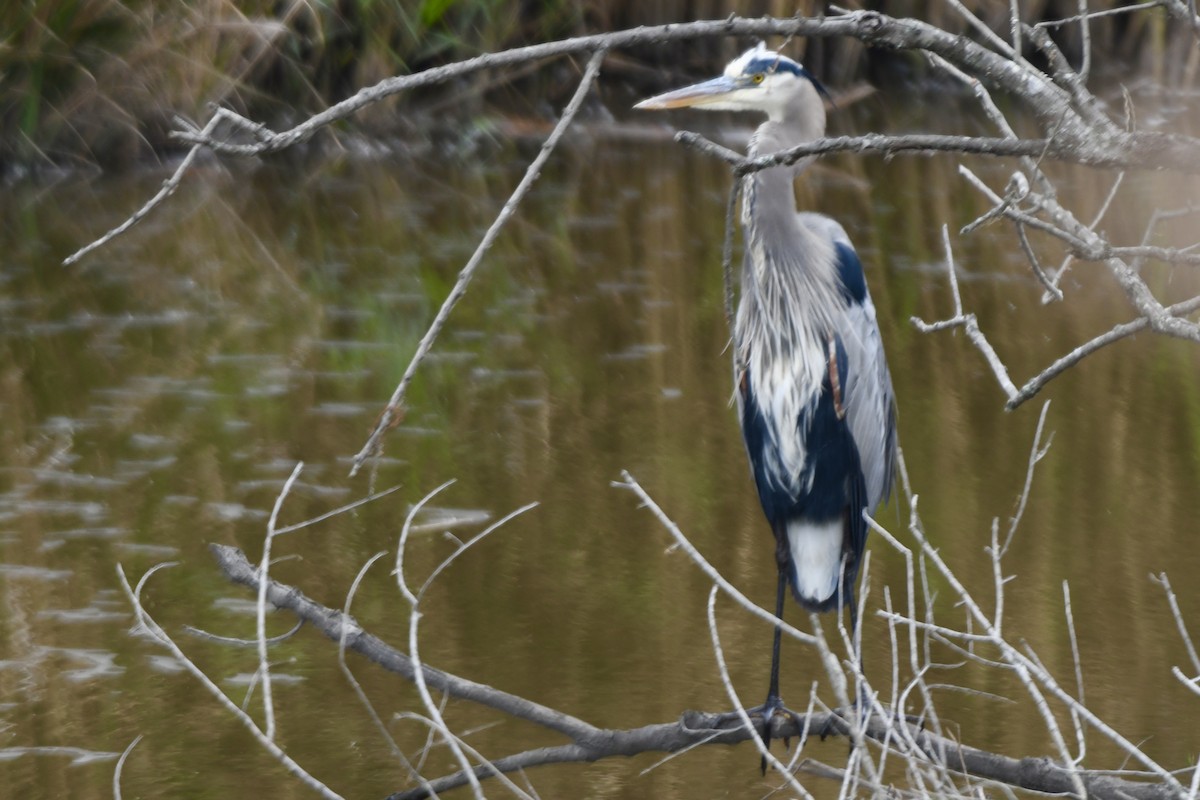 Garza Azulada - ML512419311