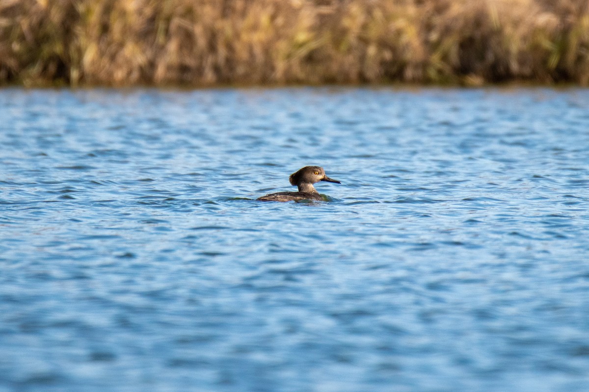 Hooded Merganser - ML512419421