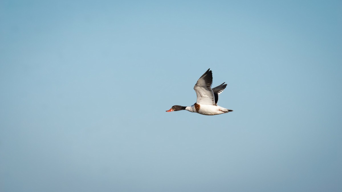 Common Shelduck - ML512419531