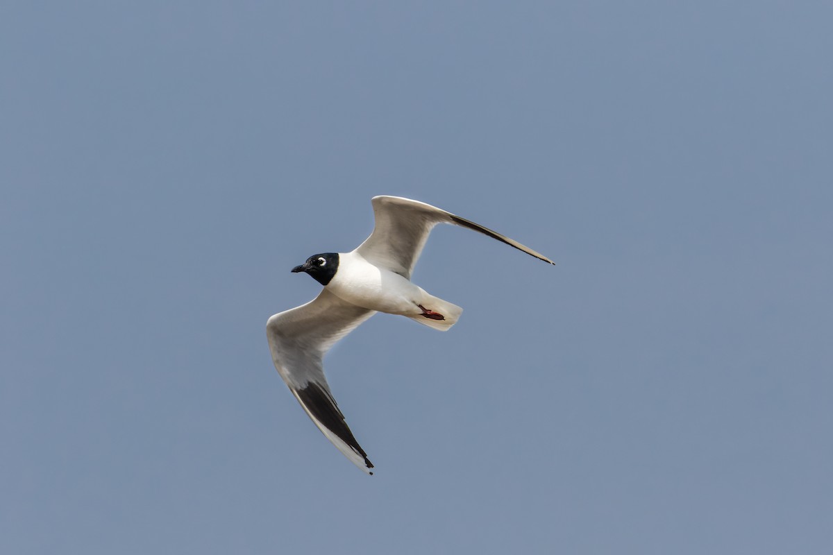 Saunders's Gull - ML512419541