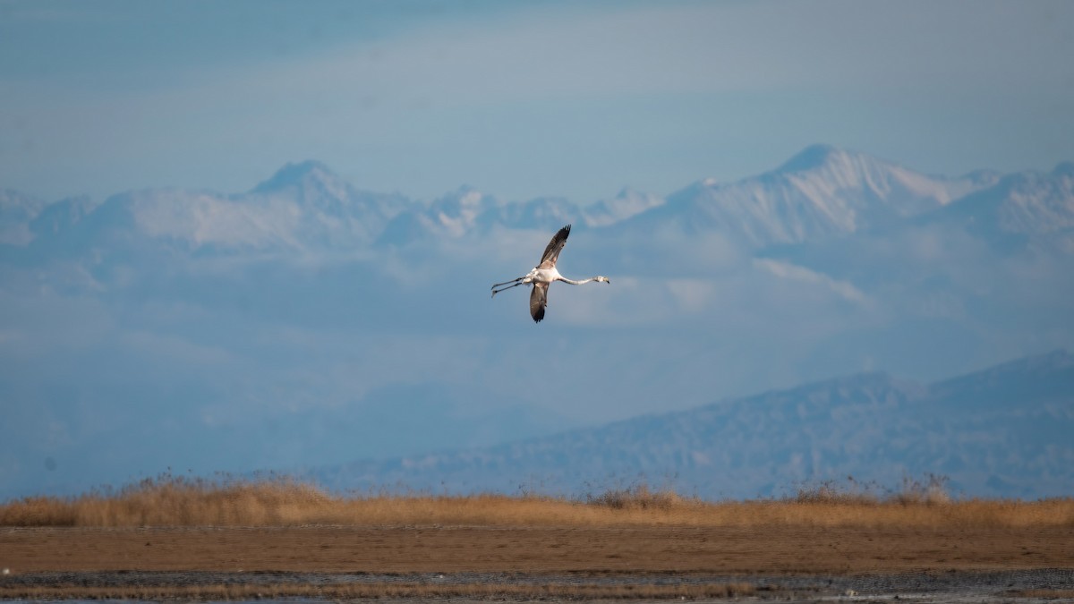 Greater Flamingo - ML512419581