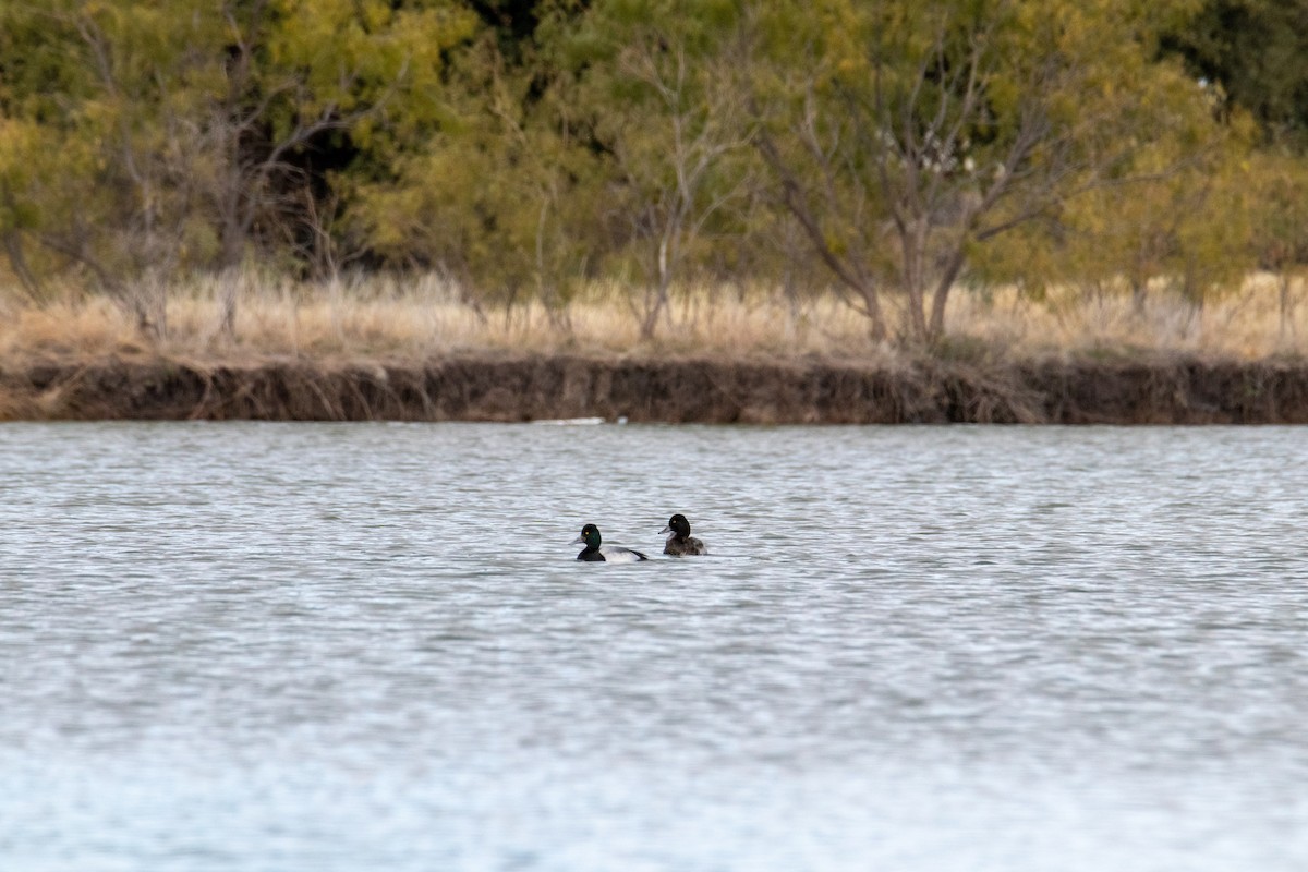 Lesser Scaup - Mark Wilson