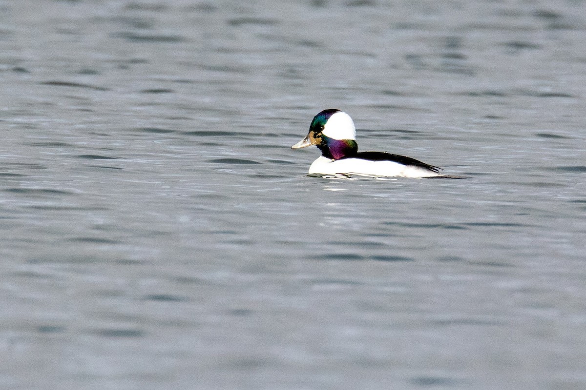 Bufflehead - ML512419741