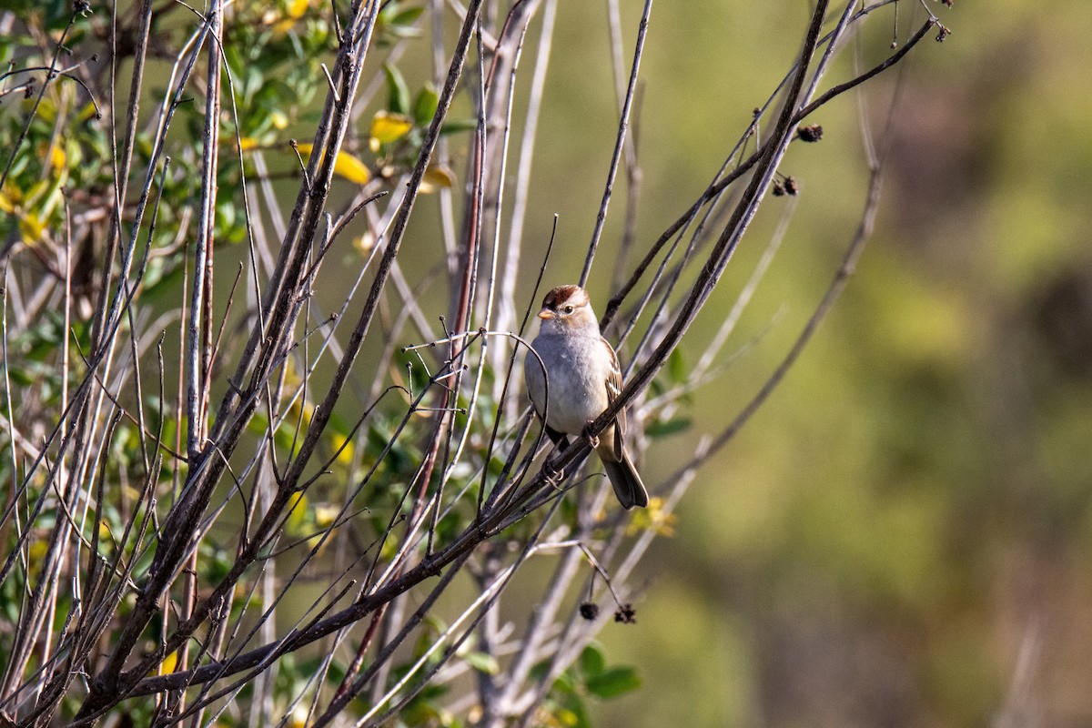 White-crowned Sparrow - ML512419831