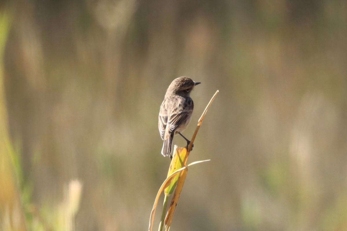 European/Siberian Stonechat - ML512420591