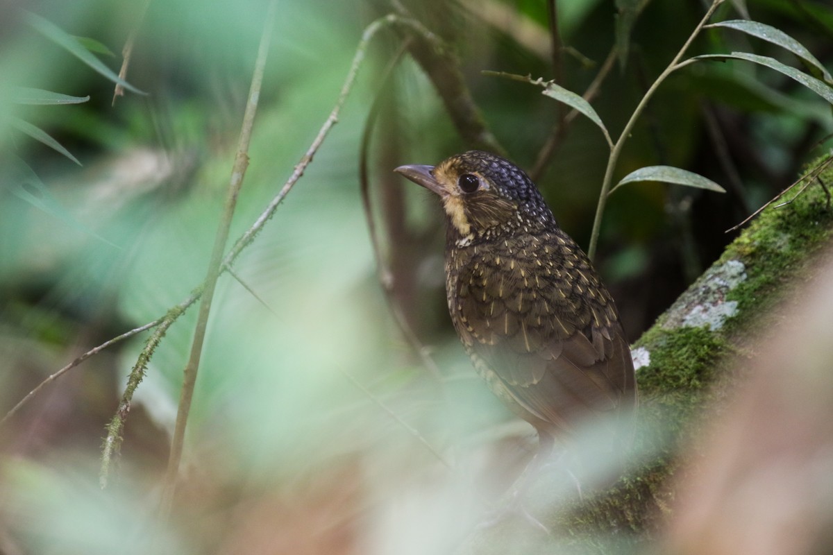 Variegated Antpitta - ML512420731