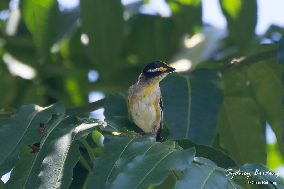 Striated Pardalote (Black-headed) - ML512420981