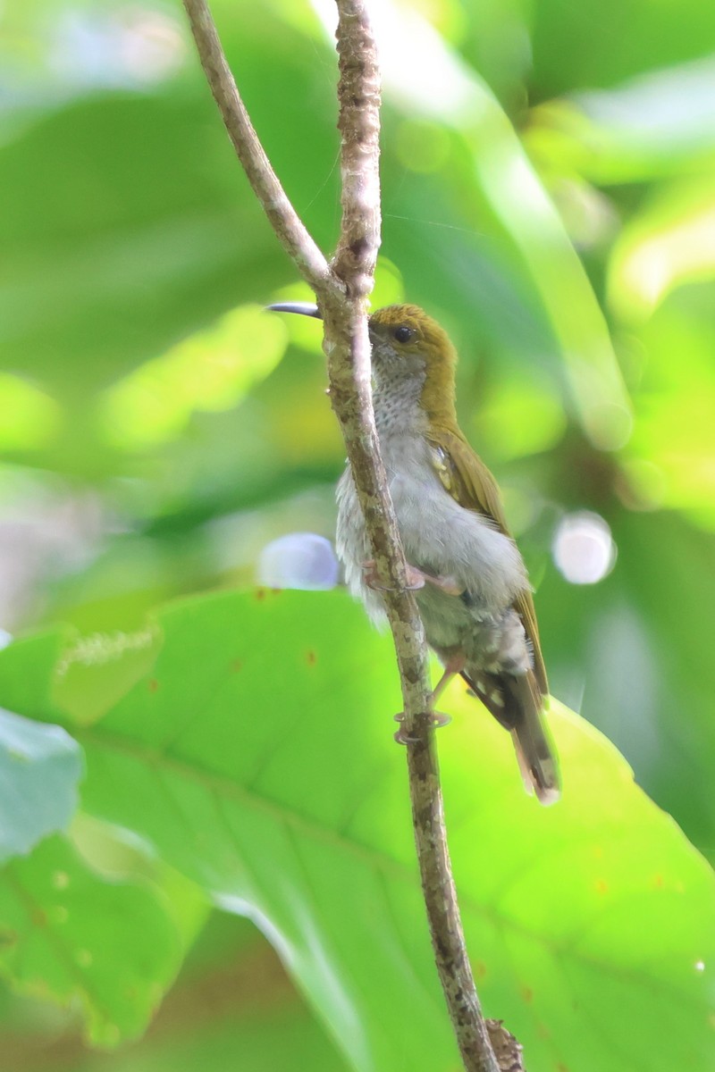 Streaky-breasted Spiderhunter - ML512421221