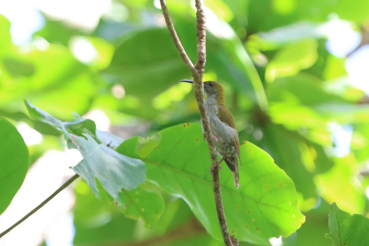 Streaky-breasted Spiderhunter - Fadzrun A.