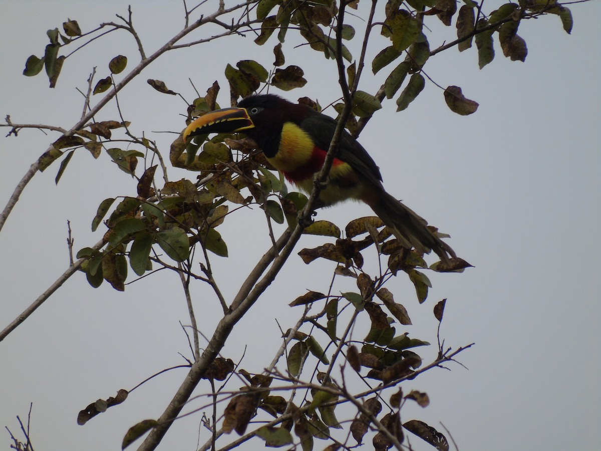 Chestnut-eared Aracari - ML512421431