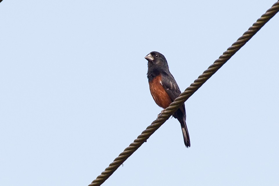 Chestnut-bellied Seed-Finch - ML51242321