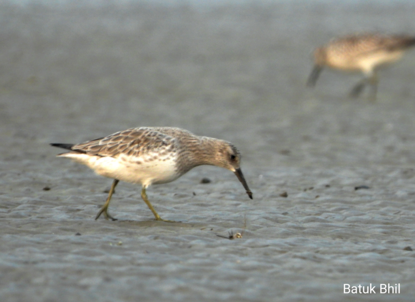 Great Knot - ML512423831