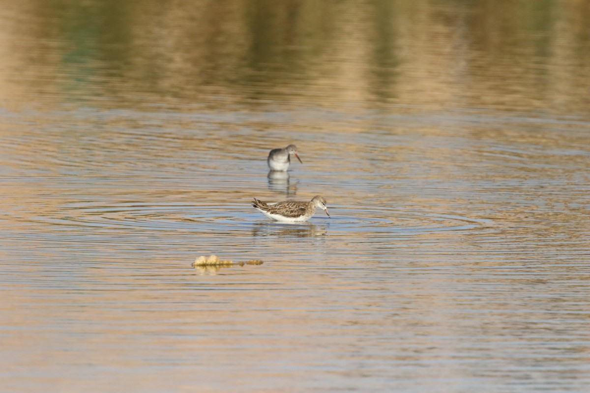 Kampfläufer - ML512424981