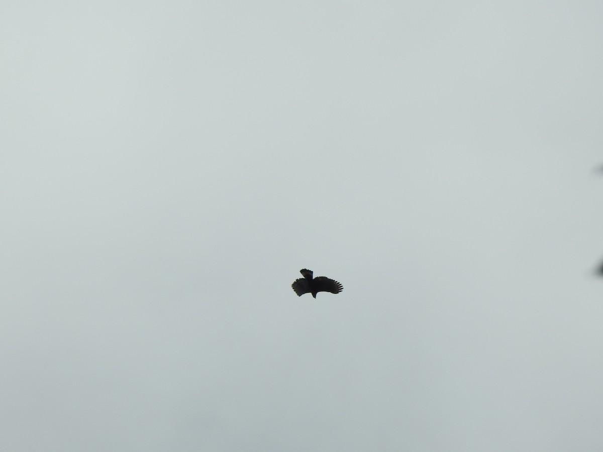 Пестрогрудый хохлатый орёл - ML512425581