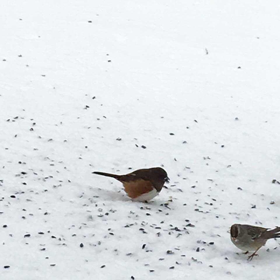 Eastern Towhee - ML51242711