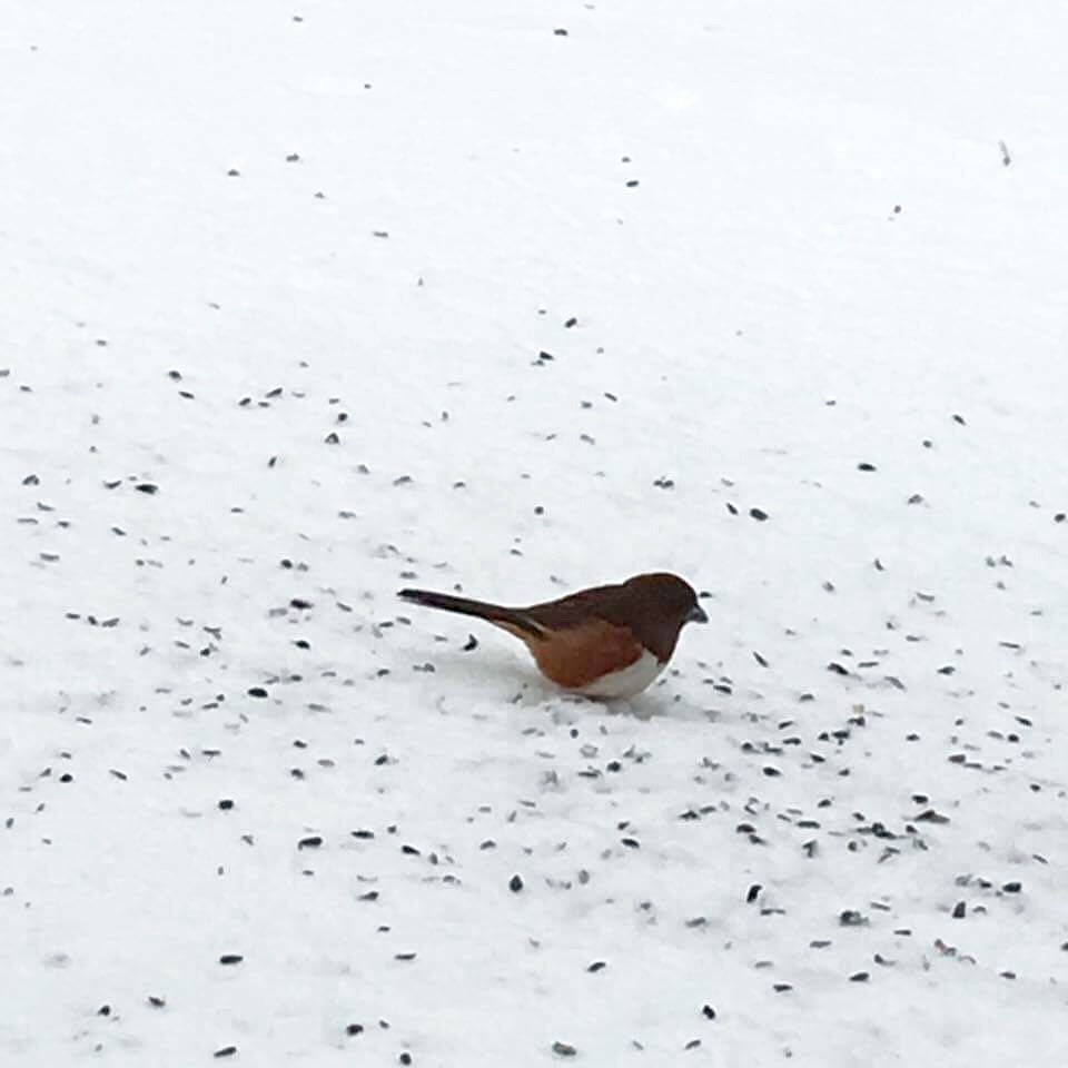 Eastern Towhee - ML51242731