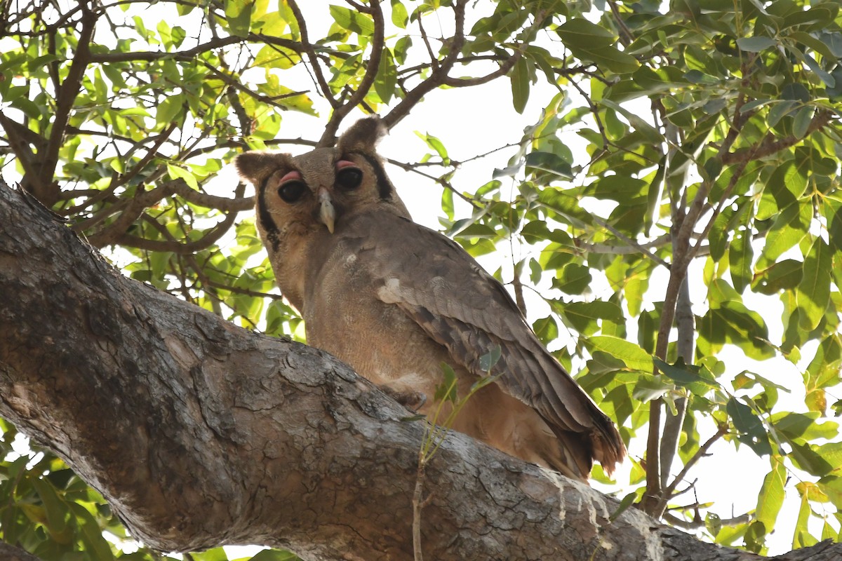 Verreaux's Eagle-Owl - ML512427521