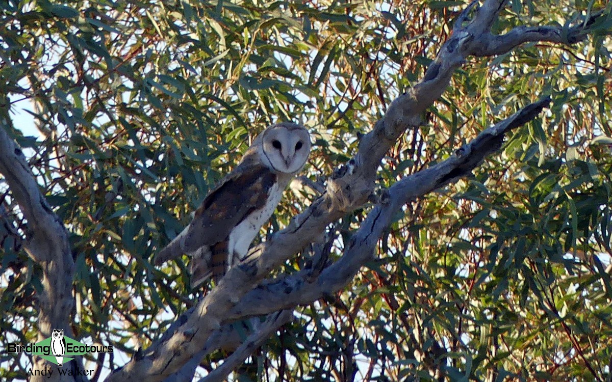 Barn Owl (Eastern) - ML512428001