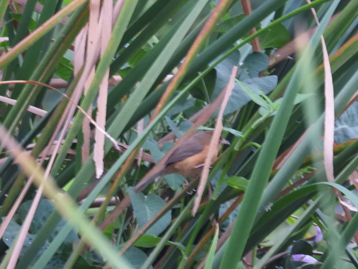 Tawny-bellied Babbler - ML512428421