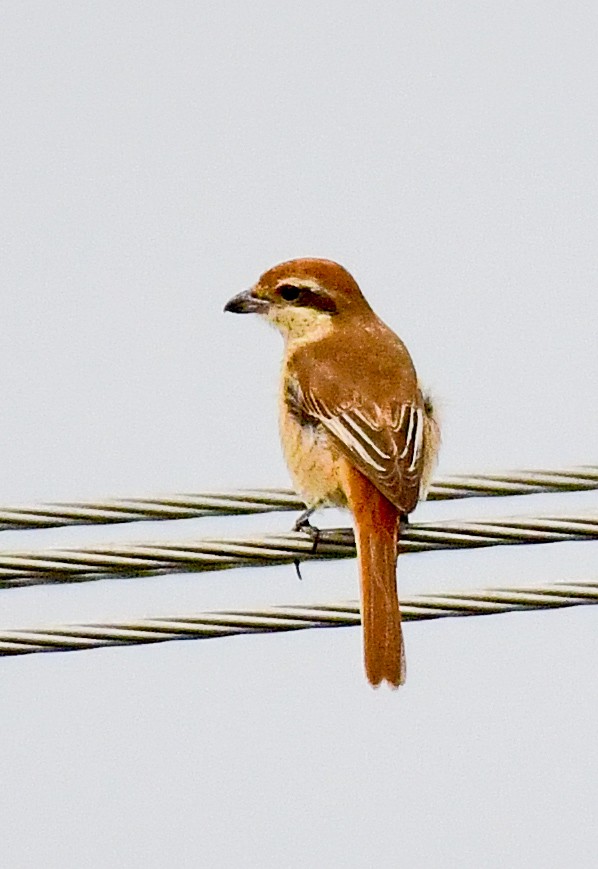 Brown Shrike - ML512429451