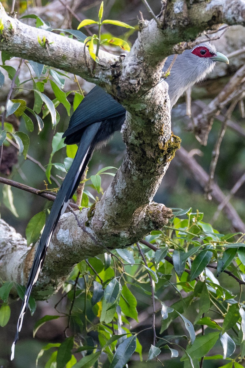 Green-billed Malkoha - ML512430781