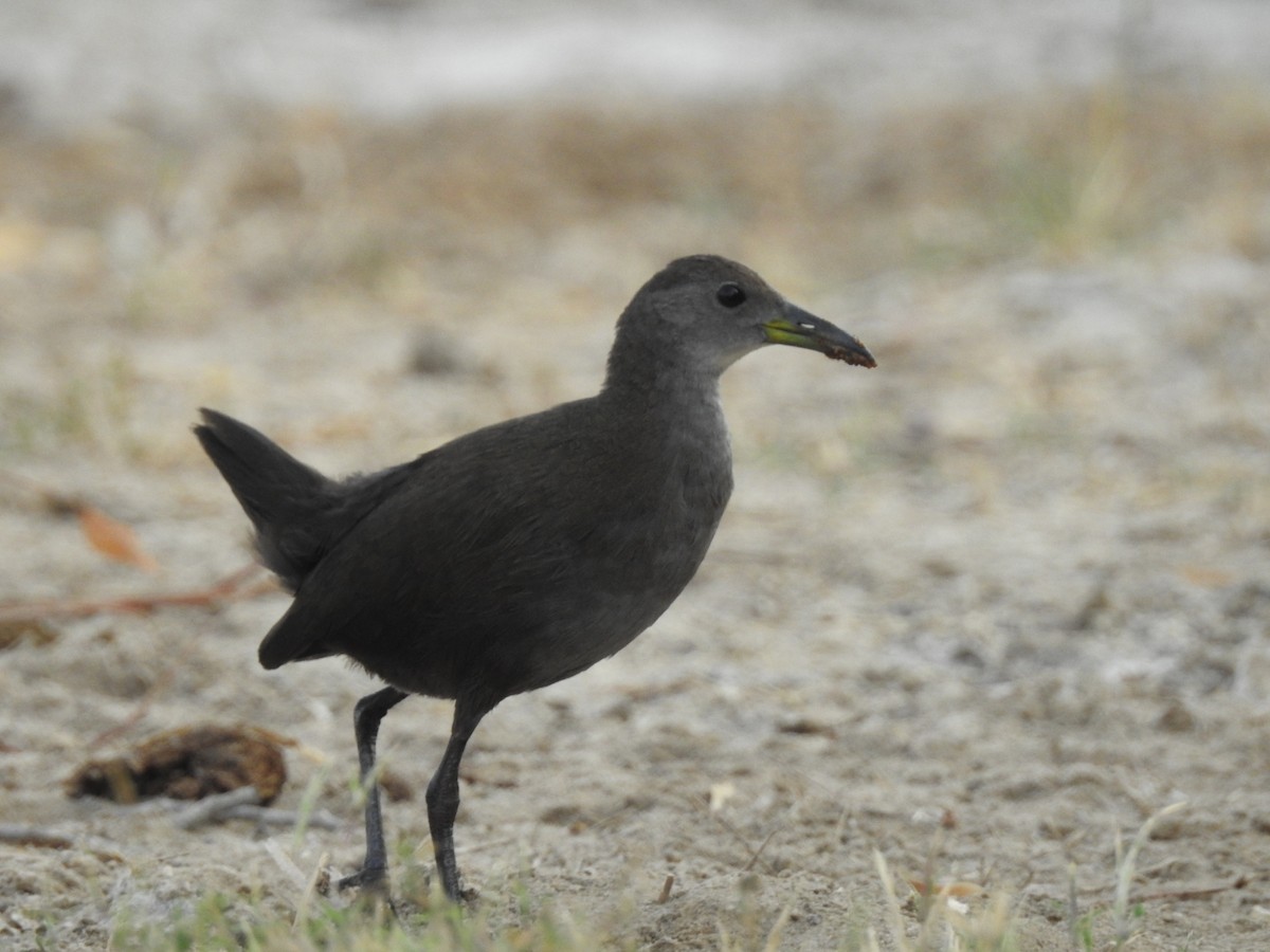 Brown Crake - ML512430911