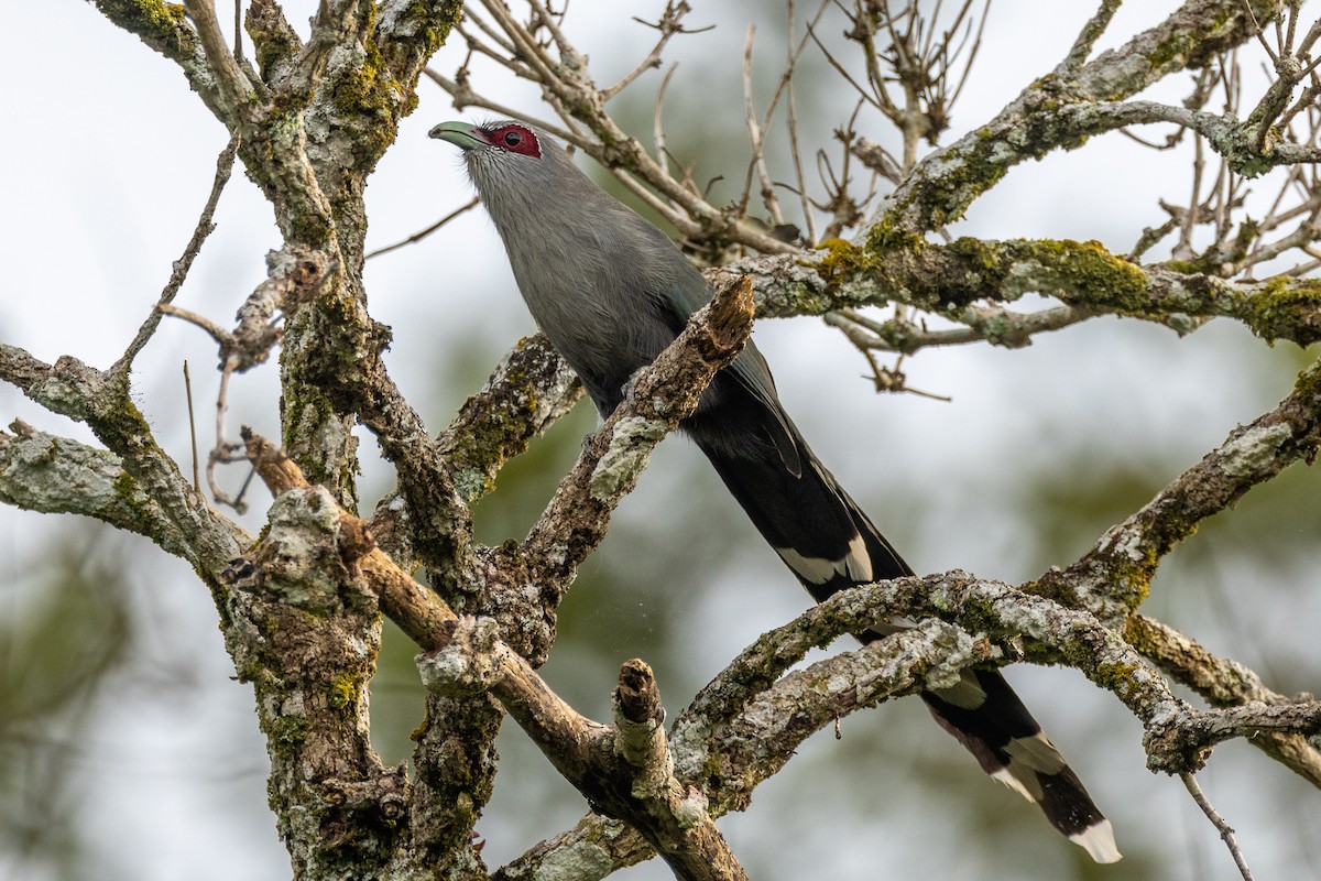 Green-billed Malkoha - ML512431111